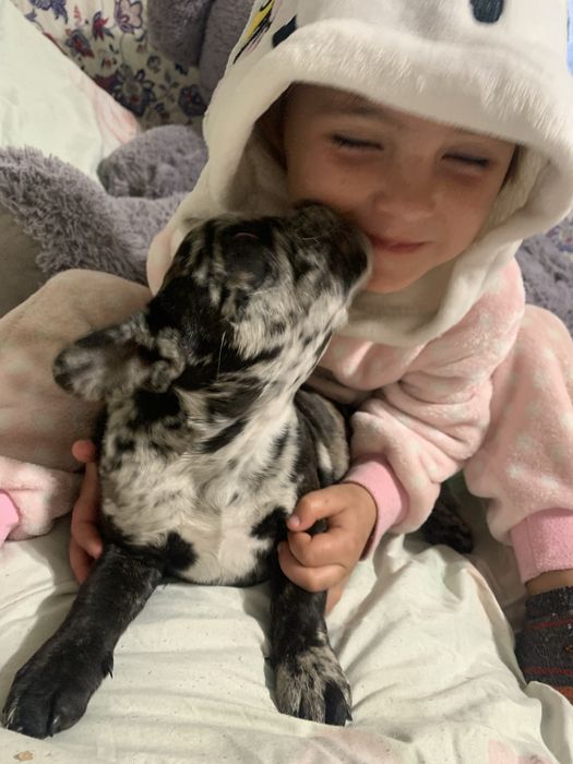 Чудові французики