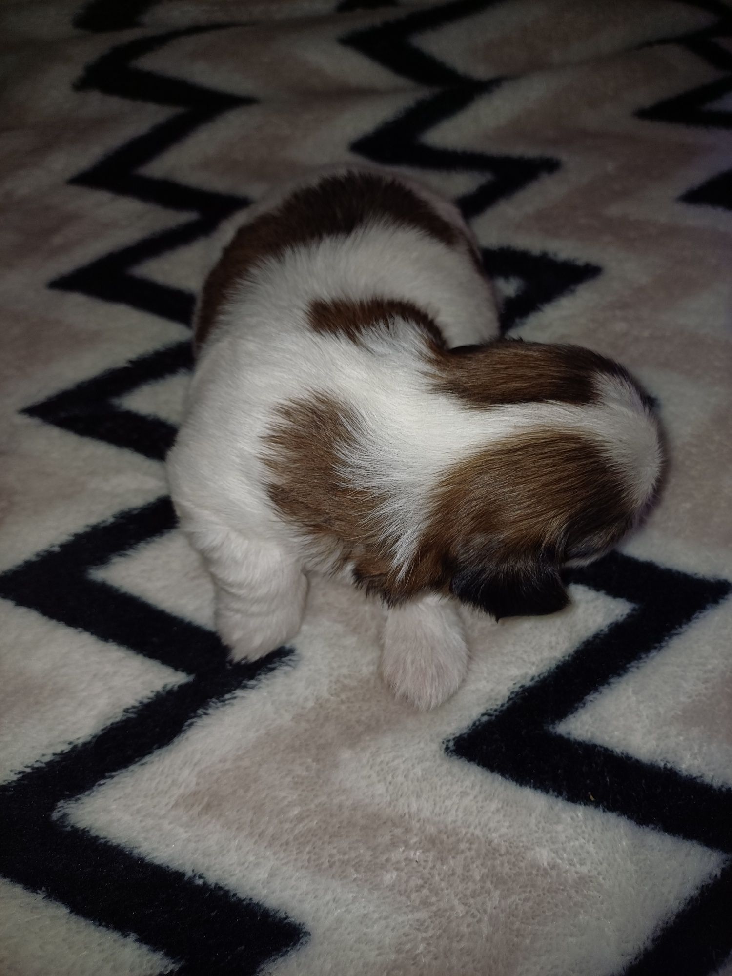 Ogłoszenia prywatne shih tzu
