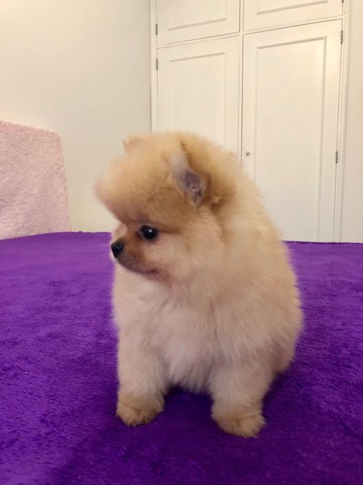 Lulu da Pomerânia Macho