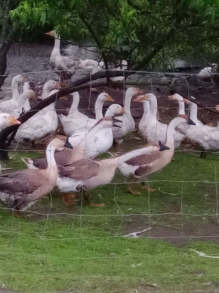Pisklęta kur niosek gęsi  kaczki Perliczki i kury sprzedam