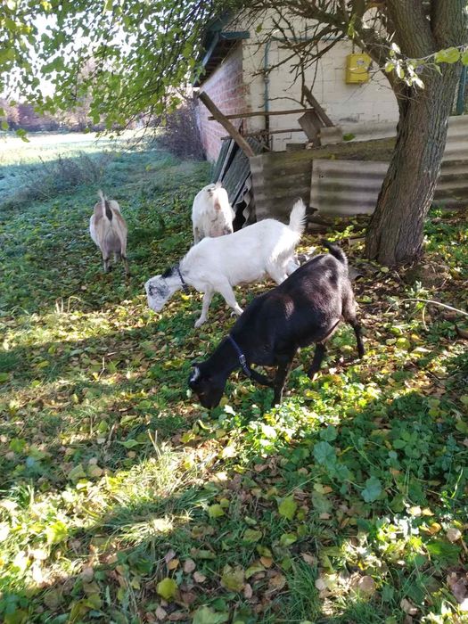 Козяча мікроферма