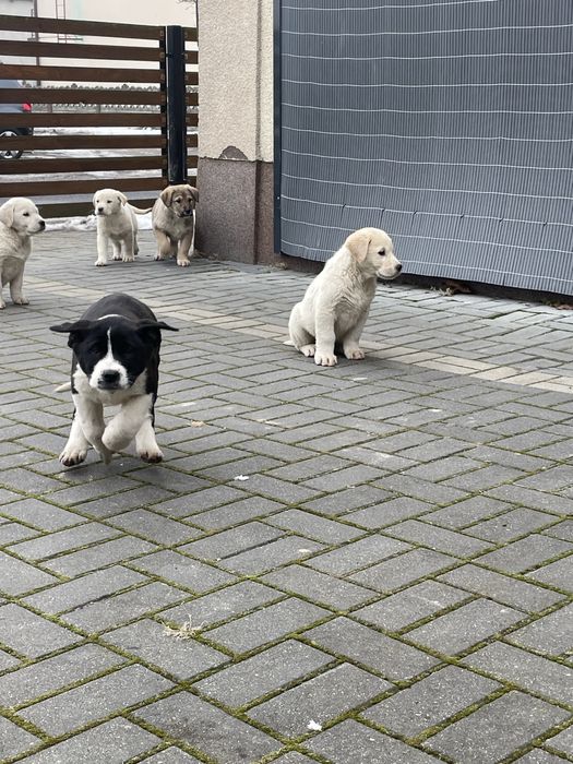 Owczarek środkowoazjatycki szczeniak polecam