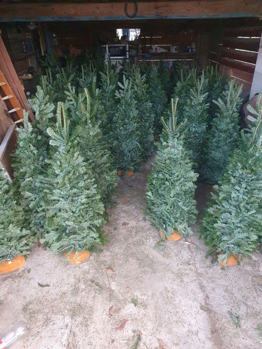 Ялинки із живої гілки (плетені,мотанки)