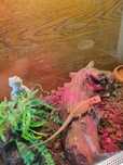 Agama brodata Orange Sklep zoologiczny