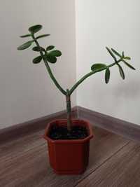 Продам "Денежное дерево" ( "Толстянка ") комнатное растение