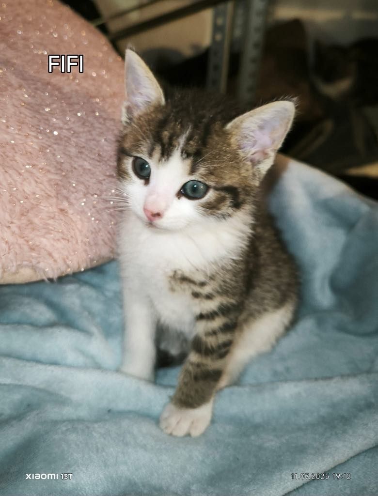 Kocurek do adopcji