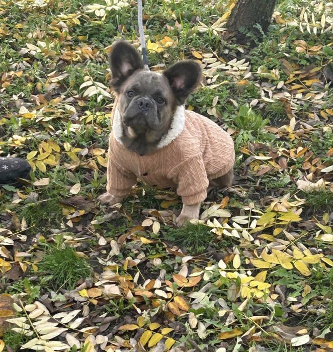 ФЛАФФІ француз бульдог хлопець