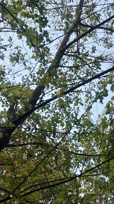 Sprzedam lub Zamienie