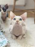 Kosmo Calvados*PL  kochany chłopczyk Devon Rex