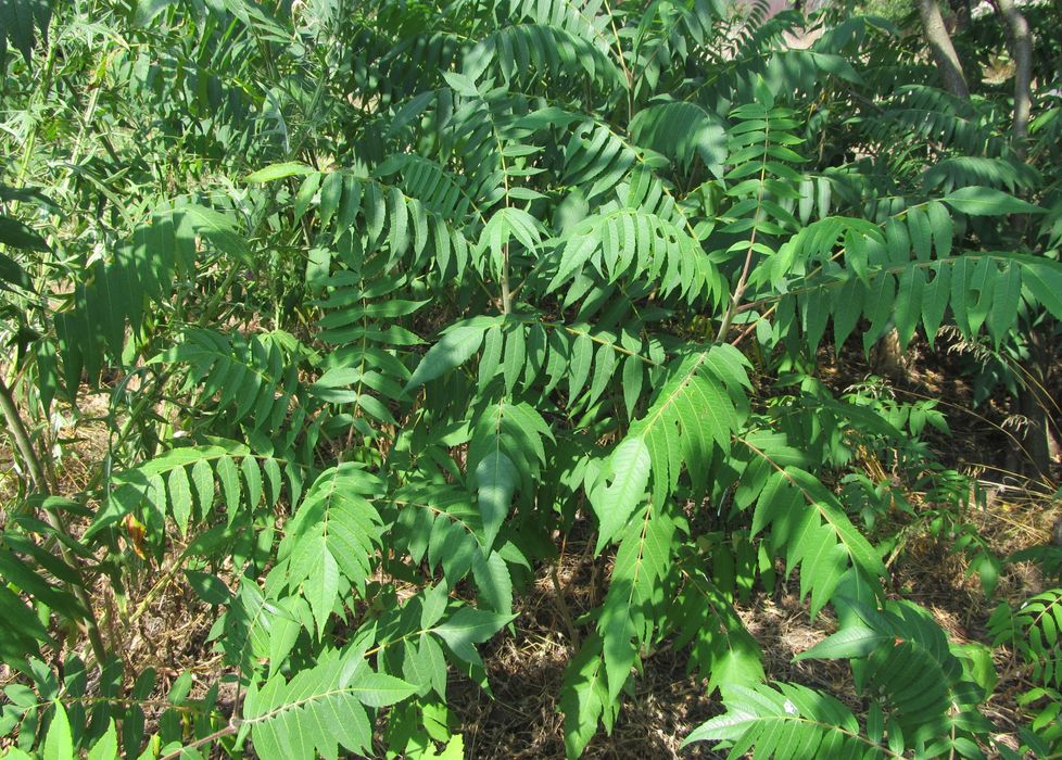 Віддам саджанці декоративного дерева сумах(або оцтове дерево).
