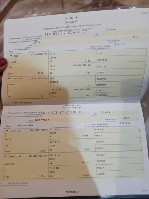 Sprzedam Klacz  Śląska -4letnia