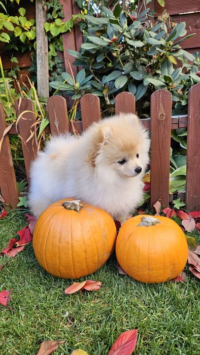 Pomeranian Szpic miniaturowy, ZKwP/FCI