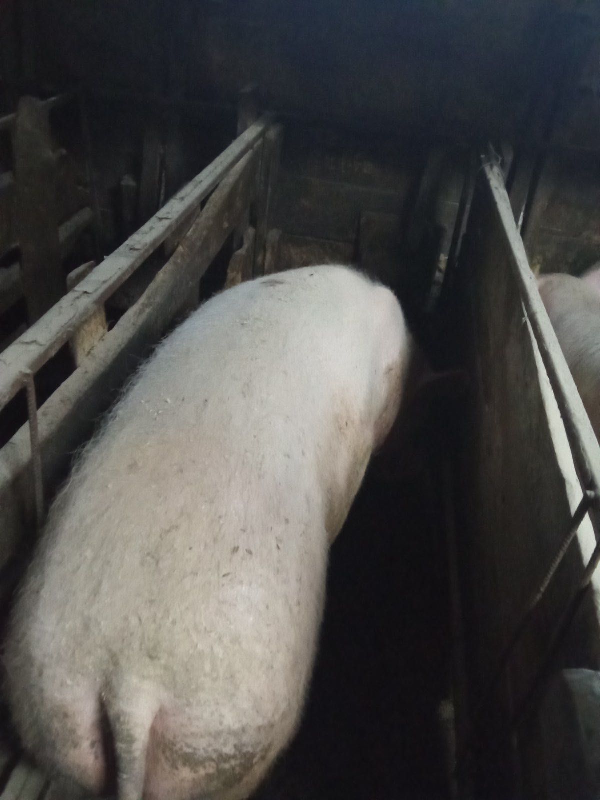 Продам свиню битою або живою вагою