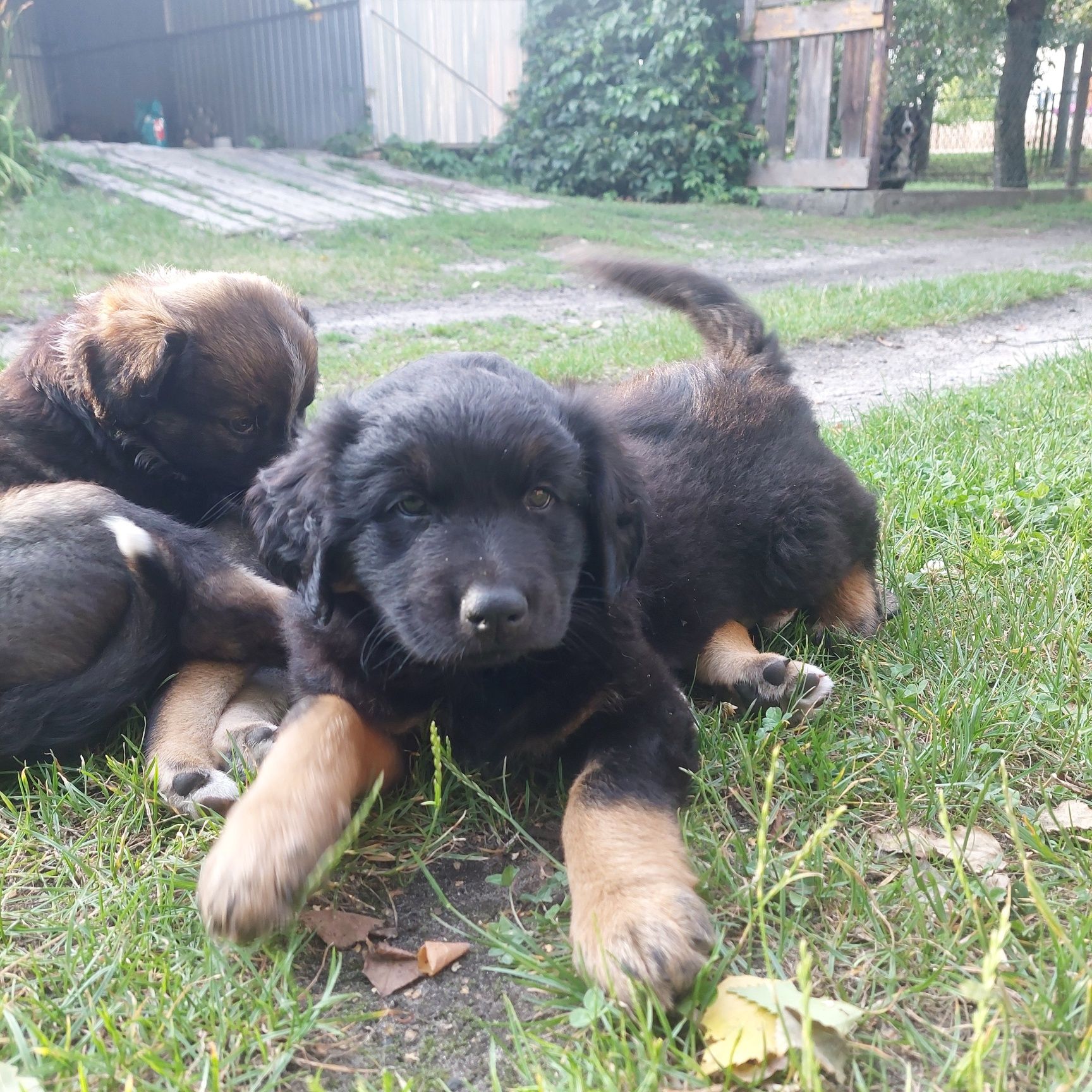 Oddam pieski za darmo