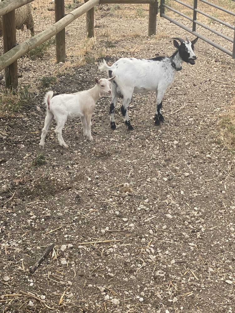 Vendo cabras anãs