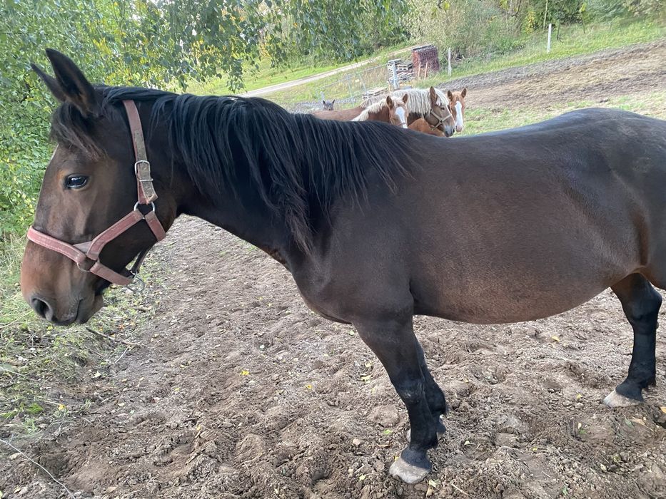 Sprzedam klacz sportową