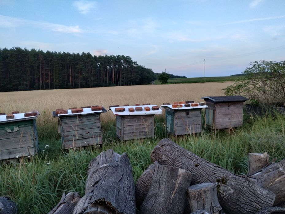 Miód pszczeli tegoroczny