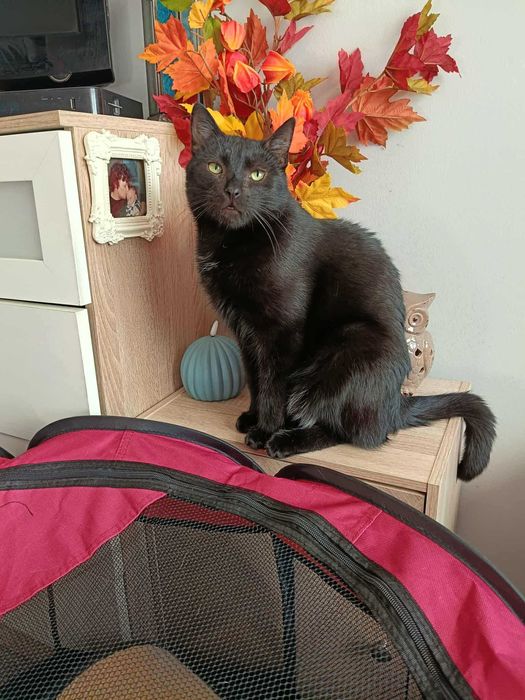 Podaruj Sigmie domek