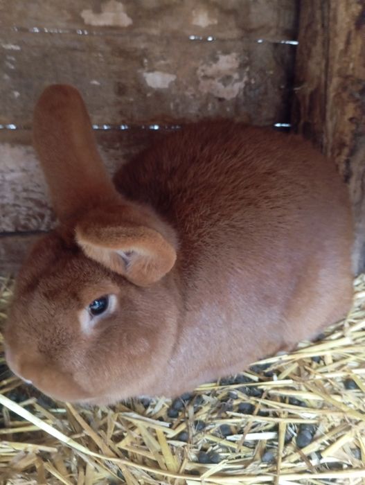 Samiec nowozelandzki czerwony