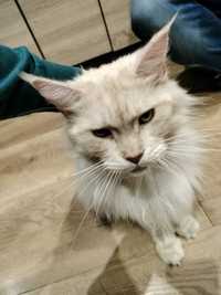 Kotka Maine coon i Brytyjski Dlugowlosy