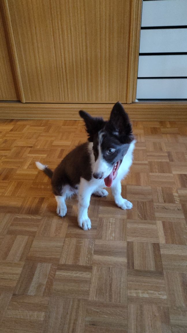 Vendo cadelinha Border Collie