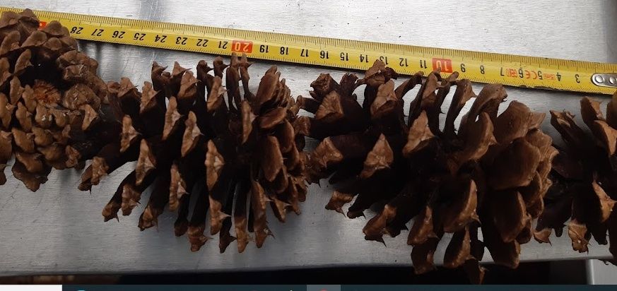 100 szt Szyszki ozdobne stroik świąteczny 8-10cm fi 7-8cm