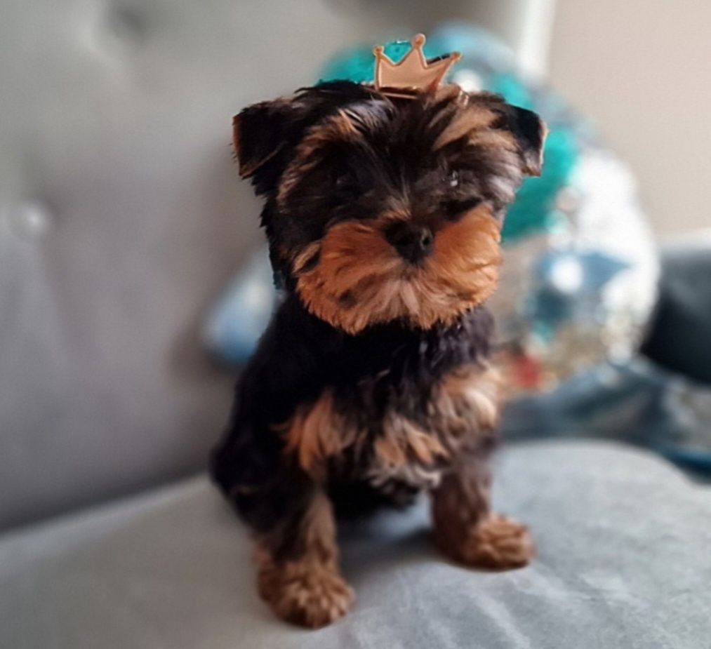 Yorkshire Terrier York FCI /ZKwP Piesek