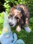 Bernedoodle Standard, Samiec, numer 1 z miotu