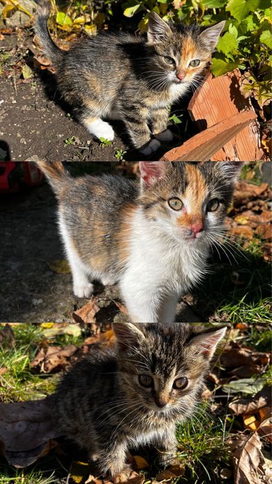 Віддам кошенят в добрі руки