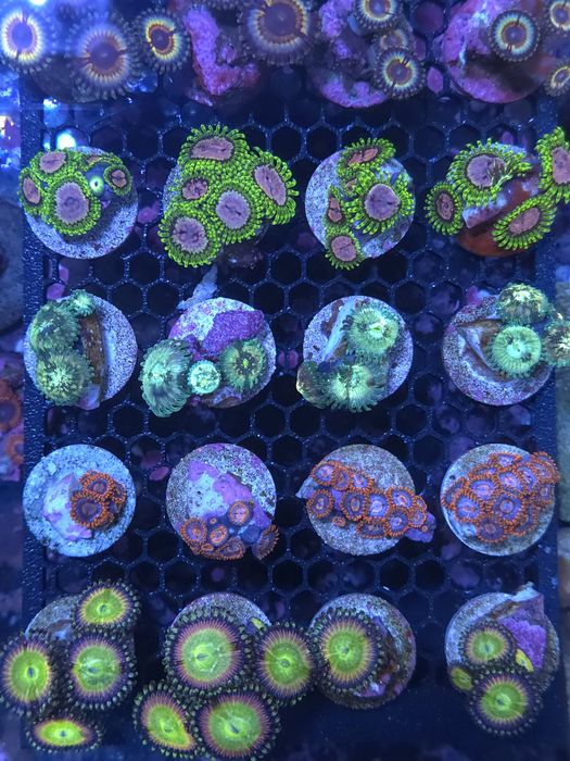 Frags de zoas, corais de agua salgada