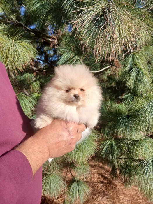 Померанський шпіц цуценята