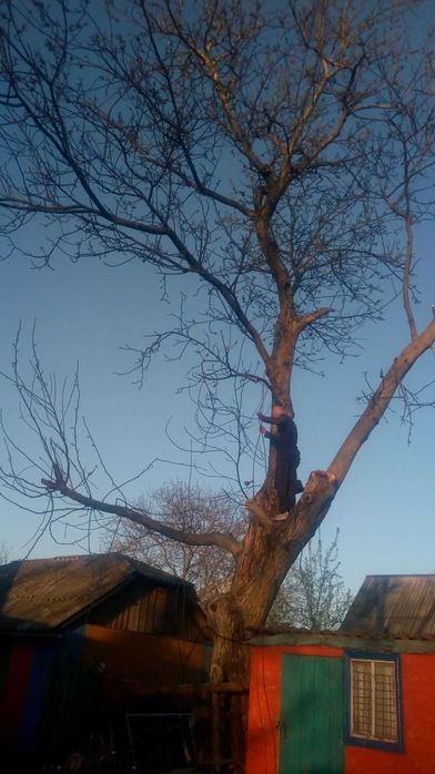 Пиляння дерев ,спалювання аварійних дерев,всі види послуг