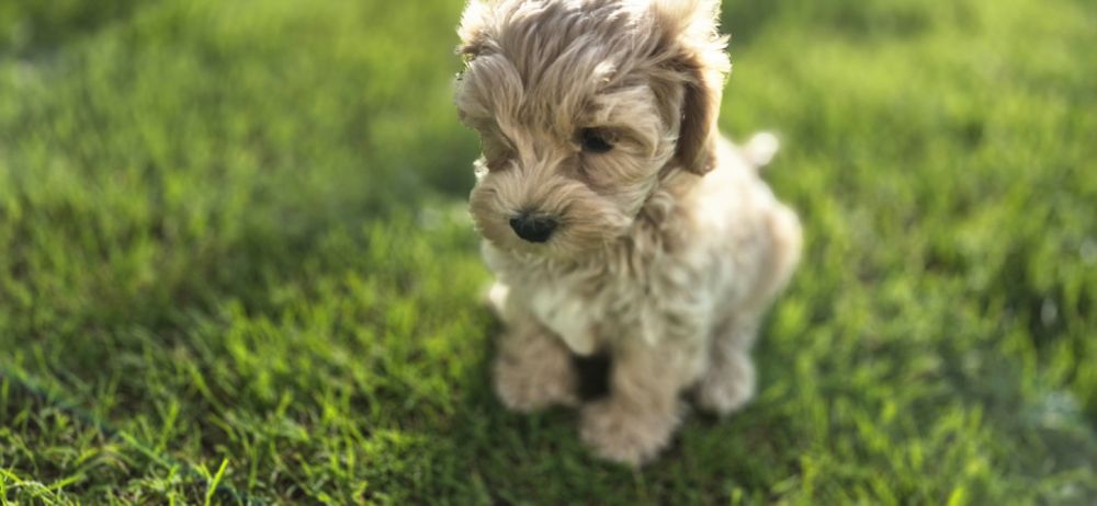 Maltipoo piesek cudny