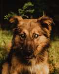 Mis szuka pilnie domu