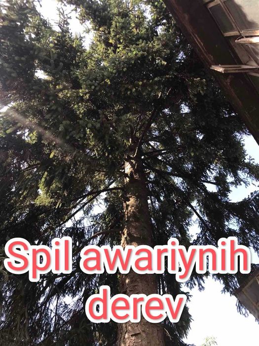 Спилити Обрізати Дерево Чернівці.Чистка ділянок.