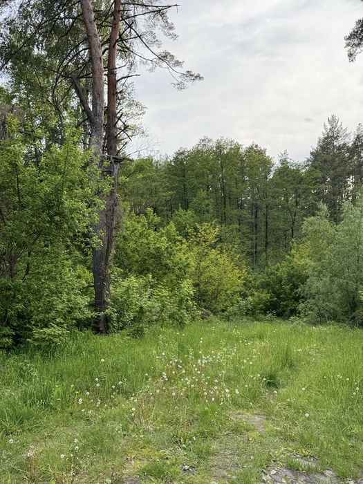 Земельна ділянка, під лісом Гореничі, 25 соток