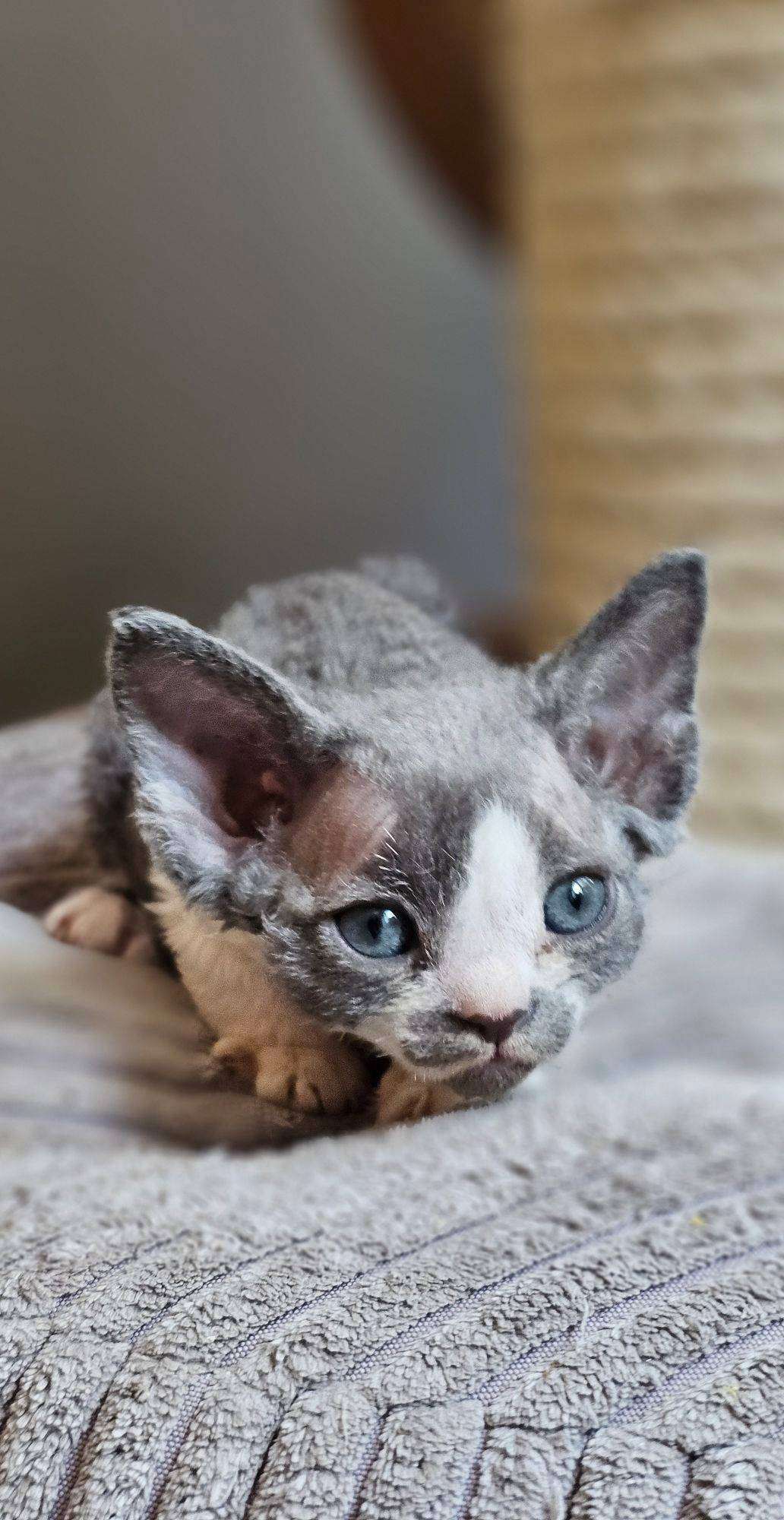 Devon Rex**Koteczka Biało-Niebieska** Do Rezerwacji
