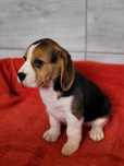 Beagle Tricolor Szczeniak Gotowy na zmianę domu