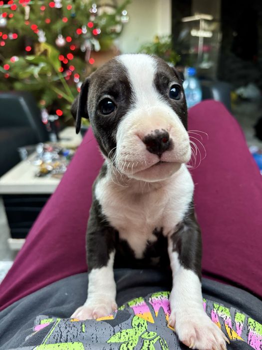 Amstaff szczeniak piesek