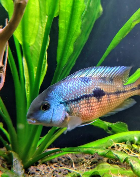 Pielęgnice  Nikaraguańskie  (Hypsophrys Nicaraguensis)