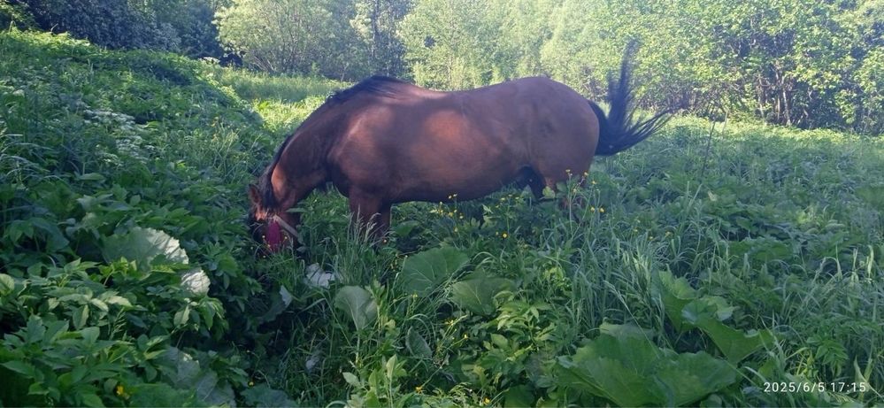 Продам коня вік 9років