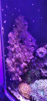Koralowiec miękki Xenia pulsująca