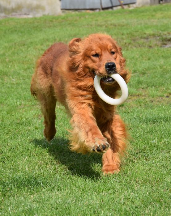 Reproduktor Golden retriever linia amerykańska.Badania na dysplazję.