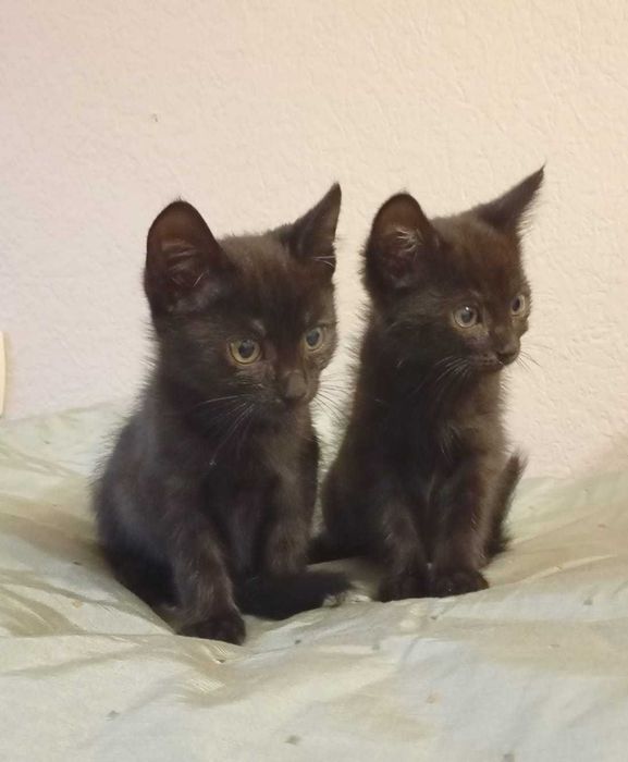 Кошенята в добрі руки