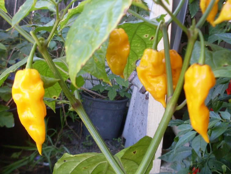 Sementes das Pimentas/Malaguetas/Piri-Piris mais picantes do mundo