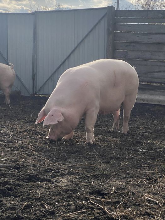 Поросята( 3 породний гібрид) з під ф1 . Та первістки Ф1