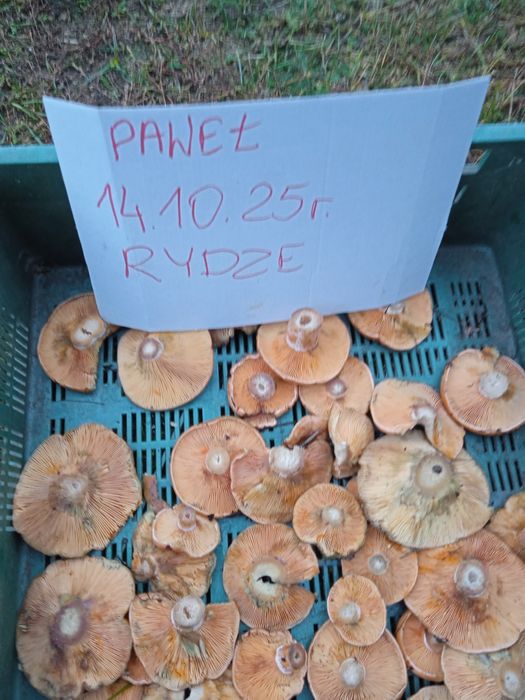 Świeże grzyby rydze rydz