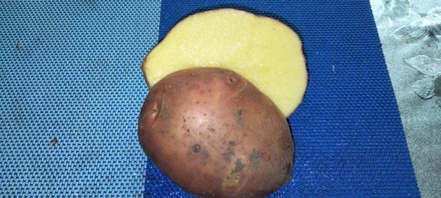 Картофель беларосса