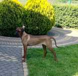 Rhodesian Ridgeback LIKWIDACJA HODOWLI HURYSA wybitnie wystawowa suczk