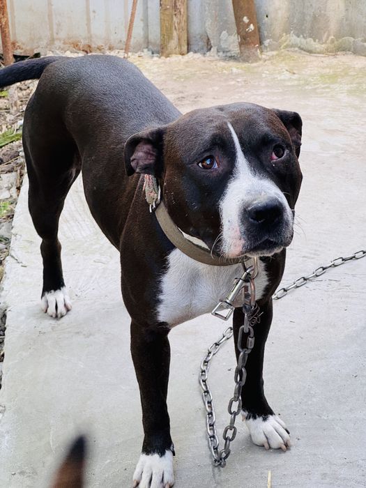 Дівчинка Белла стаф шукає родину!